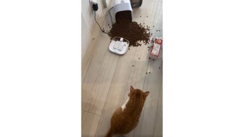 猫と倒れた自動給餌器とカリカリ
