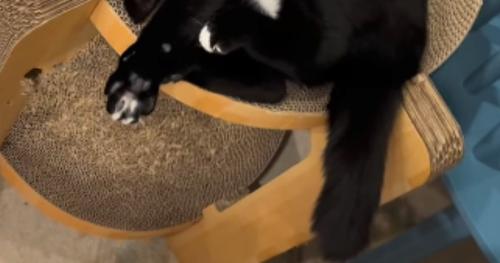 キャットタワーの上で仰向けになっている白黒猫