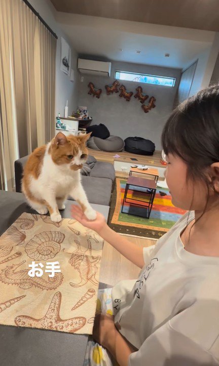 芸をする猫
