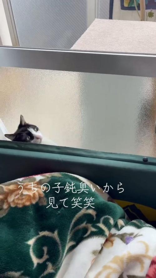 隙間から出ようとする猫さん