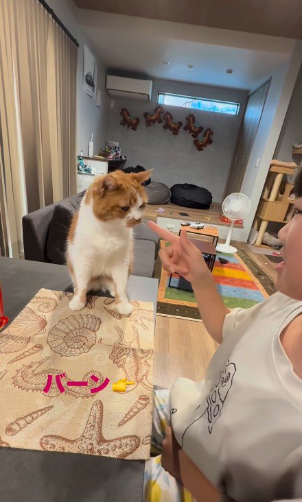 芸をする猫