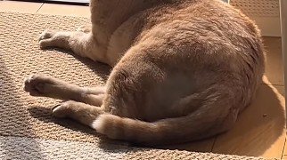 ムチムチした猫の下半身