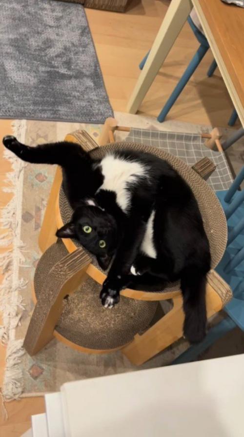 キャットタワーの上で仰向けになっている白黒猫
