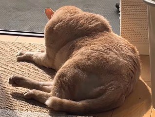 体が硬い猫の毛づくろい