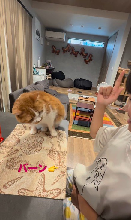 芸をする猫