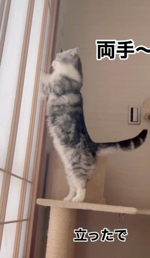 立ち上がる猫3