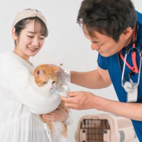 猫が『入院することになる』4つの原因 治療や検査が必要なケースとは?備えておきたいことも