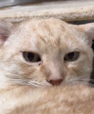 猫の顔