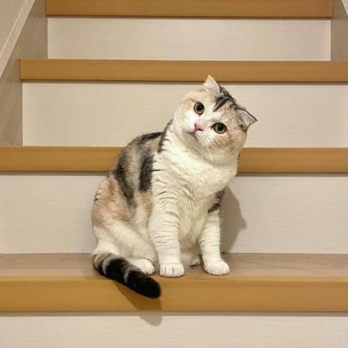 首を傾げる猫