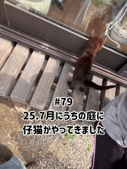 家の中を見ている子猫