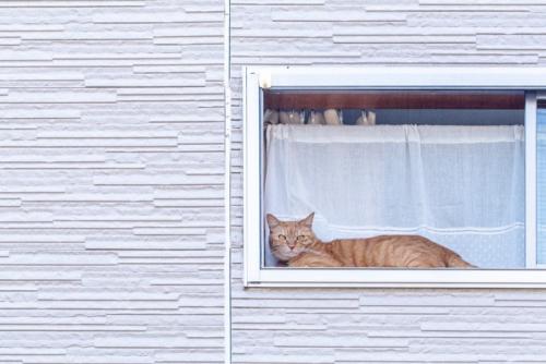窓際に寝そべる猫
