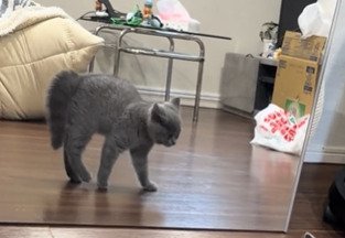 歩く子猫