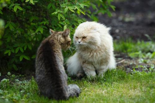 キジネコとにらみ合う白い長毛猫