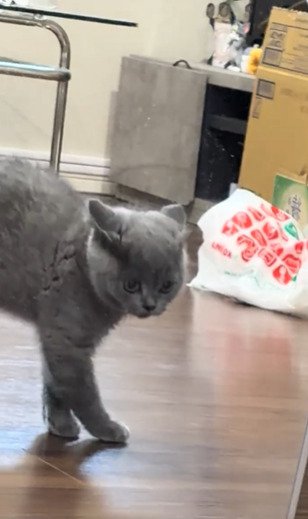 歩き出す子猫