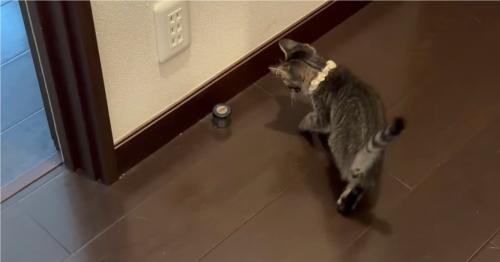 ドアストッパーが気になる猫