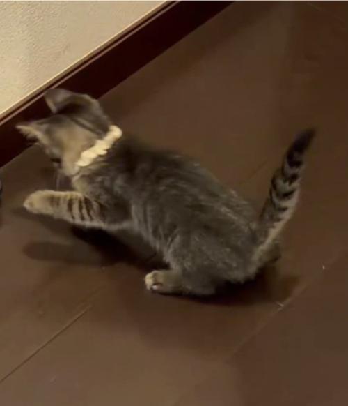 手を伸ばす猫