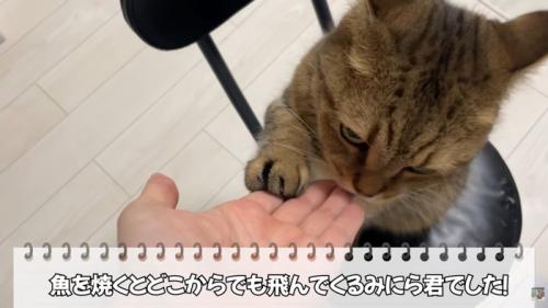 テロップ「魚を焼くと～」