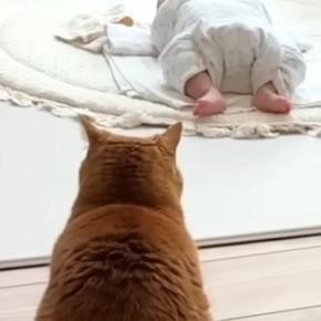 『赤ちゃん用ベッド』を譲り受けた猫→『新しい寝床』も気になって…可愛すぎる行動に反響「匂いが好きなのかな」「一緒に寝る日も近いかも」