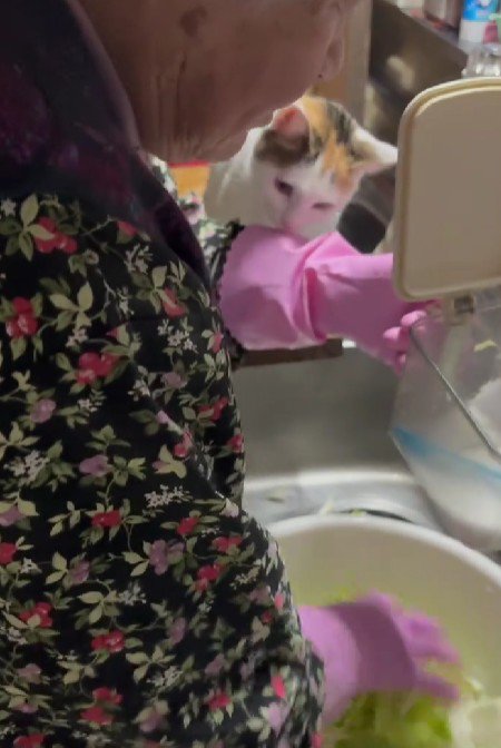 調理中のおばあちゃんと猫