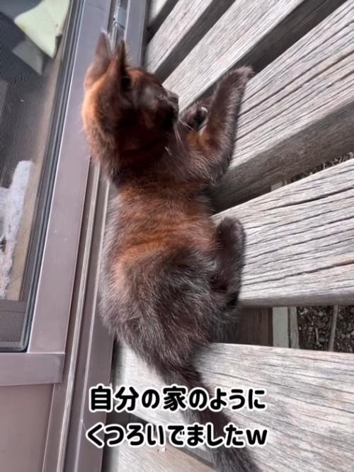 縁台の上に座る子猫