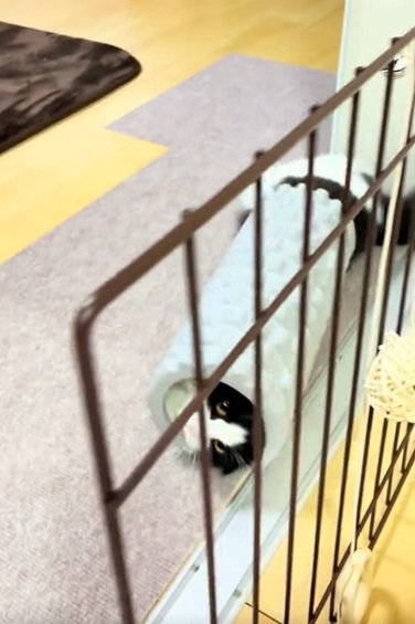 転がる猫