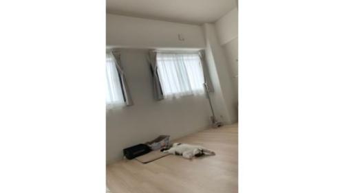 室内にいる猫