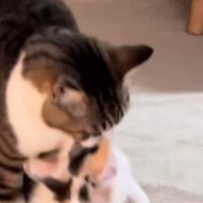 オス猫が『元気に遊んでいた子猫』を運び始めて…まさかの『尊すぎる光景』が207万再生「割とデカめなの運んできたｗ」「もうたまらん」