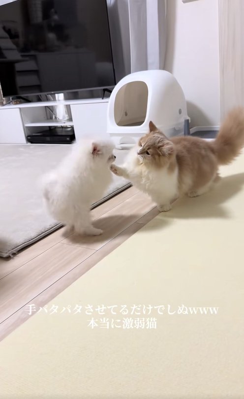 犬に向かって右前足を伸ばしている猫