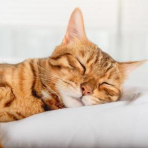 猫が『雨の日になるとよく寝る』とされる理由3つ　受けている影響から接し方のポイントまで