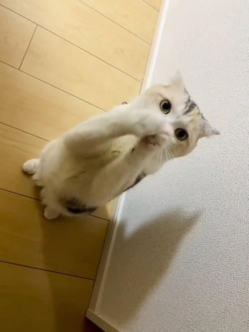 前足をそろえてポーズをとる猫