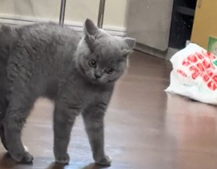 睨む子猫2