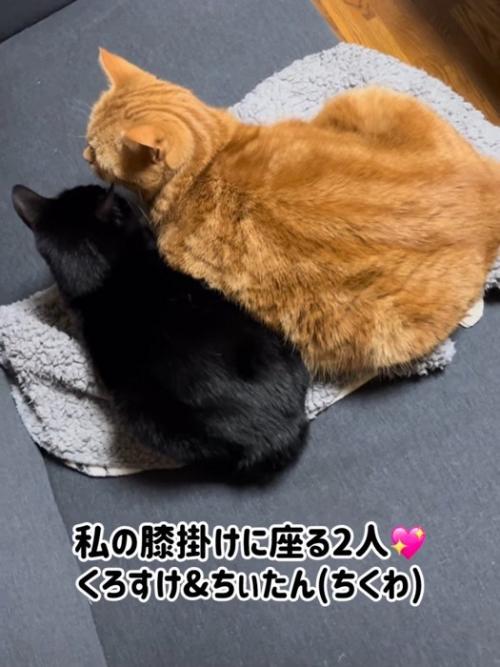 茶トラ猫と黒猫