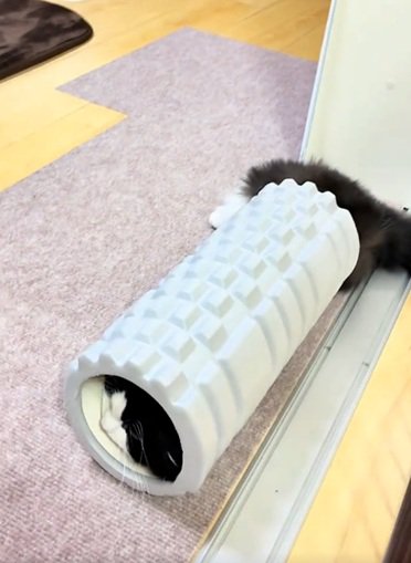ジタバタする猫