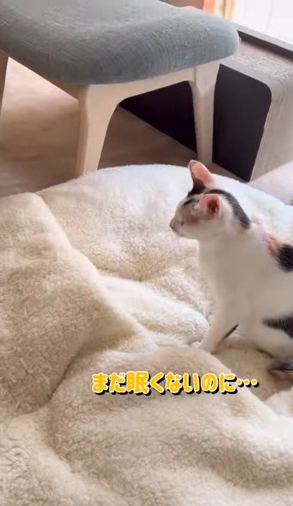ベッドの上に座るしぐれちゃん