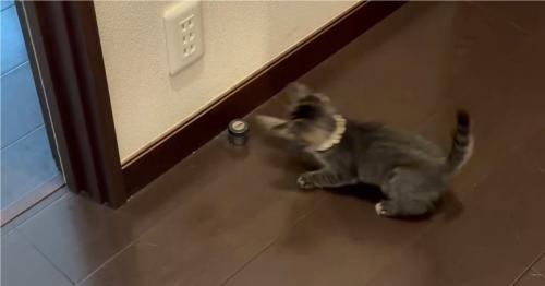 パンチする猫