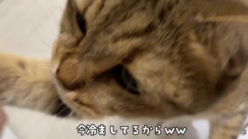 テロップ「今冷ましてるから」