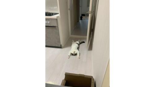 室内にいる猫