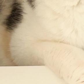 家の中で行方不明になった猫→３０分後、『意外な場所』で見つかって…