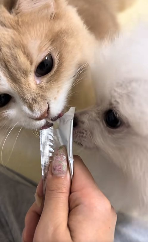 ちゅーるを食べている犬と猫