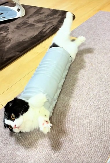 挟まる猫