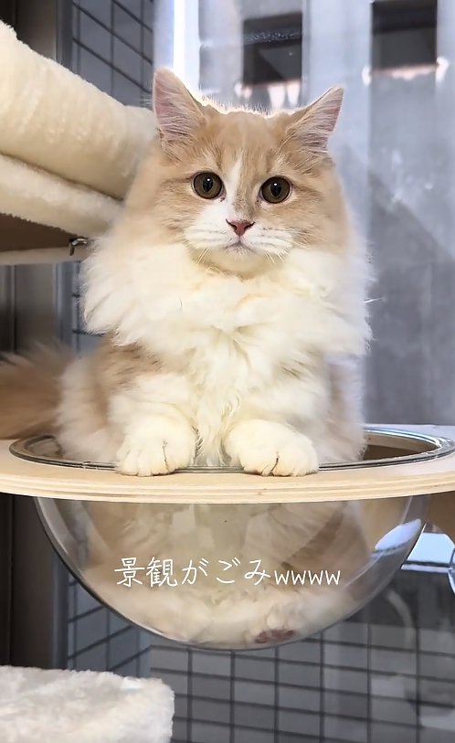 透明ボウルの中に入っている猫