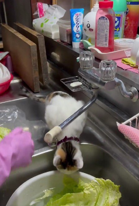 調理中のおばあちゃんと猫