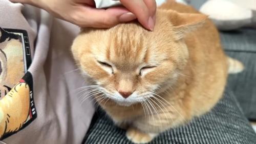 なでなで