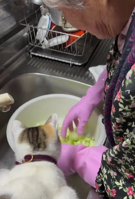 調理中のおばあちゃんと猫