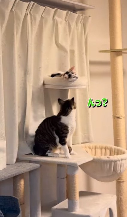 ベッドにいるしぐれちゃんを見つめるそぼろくん
