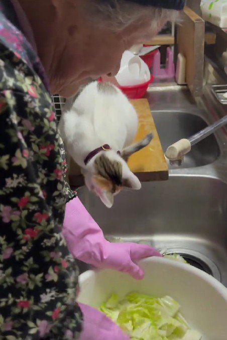 調理中のおばあちゃんと猫
