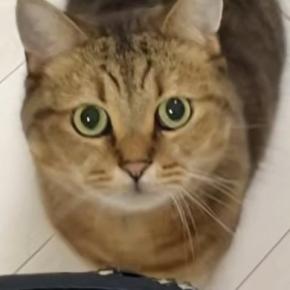 魚を焼いていると、近くにやってきた猫→椅子の上に乗って…『可愛すぎる行動』に癒される人が続出「目が輝いてるｗｗ」「すごい勢いで笑った」