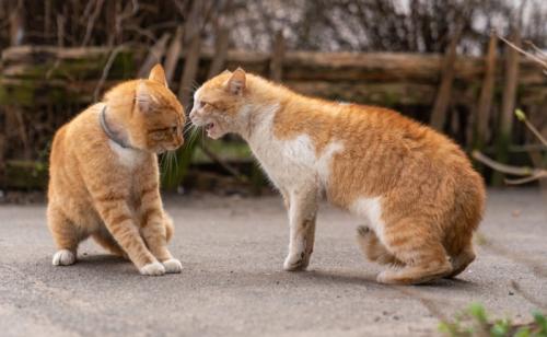 首輪の猫を威嚇する野良
