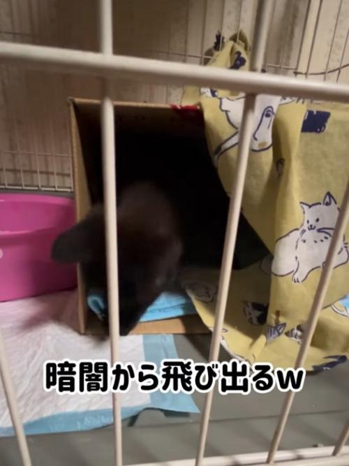 箱の中で遊ぶ子猫