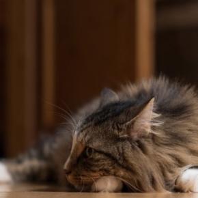 猫の『聴力』にまつわる4つの秘密　どこまで音を聞き取れるの？驚きの能力をご紹介